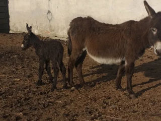 Vând măgăriță cu pui foto 1