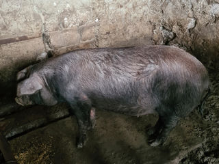 Porci de casă, rasă de carne foto 4