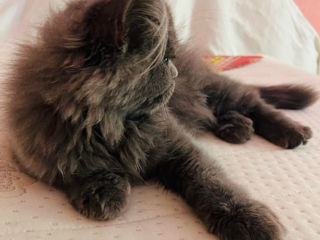 Pui pisica persana Albastru Superb - Blue Smoke Persian kittens foto 1