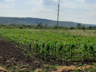 1 ari la traseu, 15 metri iesire spre traseu, 143 m în adîncime, acces de pe 2 drumuri, cu gaz, apă  foto 7