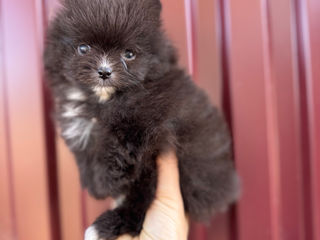 Pomeranian foto 3