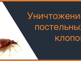 Уничтожение клопов и других видов насекомых-вредителей foto 2