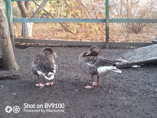 Дикие гуси/giște sălbatice foto 6