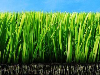 Голландская трава высшего качества! iarbă din оlanda de calitatea superioară! garantat 100% foto 5