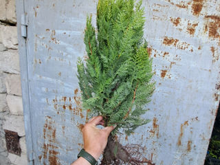 Thuja Biota foto 10