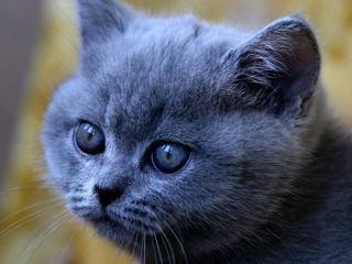 Шикардосный кот скоттиш фолд - Вязка,развязка foto 10