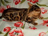 Котята Bengal - Бенгалы от производителей с чемпионским титулом. Питомник с 10 летним стажем. foto 3