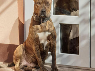 Amstaff. foto 1