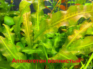 продам  аквариумные растения foto 3