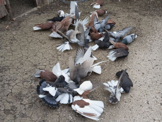 Продам голуби николаевские foto 3
