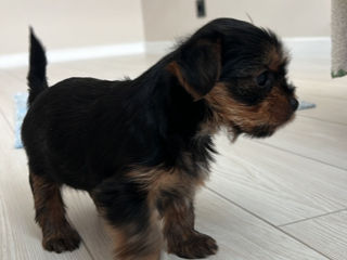 Vand Yorkshire Terrier mini / pret usor negociabil foto 3