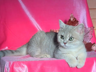 British shorthair kitten, blue golden shaded foto 7