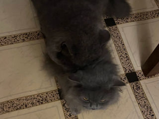 Motan British Shorthair Blue pentru montă foto 9