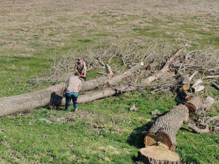 Curățarea copacilor de crengi uscate! foto 10