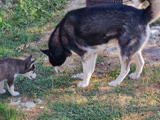 Se vinde Husky foto 5