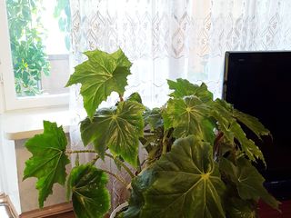 Продам комнатное растение foto 1