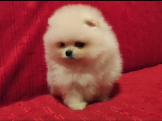 Подарок любимым! mini spitz pomeranian toy foto 2