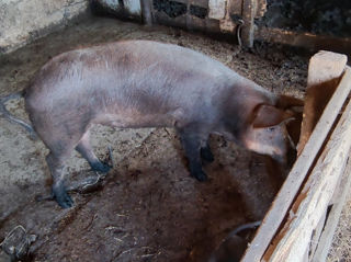 Vindem porci de carne foto 1