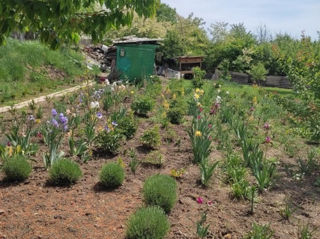 Vând teren, vilă sector ecologic foto 1