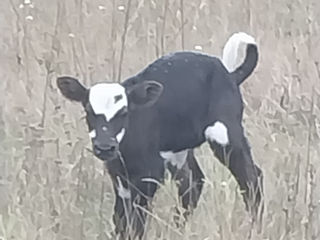 Vind vaca de origine Holștăin foto 9