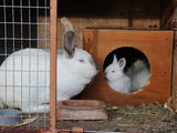 кролики  iepuri, мясо  carne 130 лей/кг foto 2
