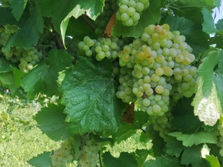 Suc, must, vin, Aligote, Riesling, Sovinion, Alb de Suruceni foto 2