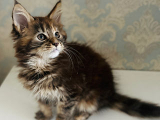 maine coon fetita 2,5 luni vaccinate / Мейн-кун роскошная девочка 2,5 мес foto 7