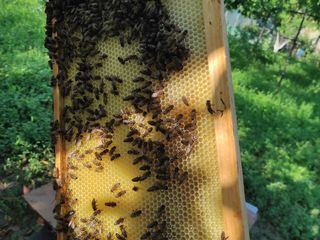 Продам пчелосемьи и отводки на плодных матках foto 2
