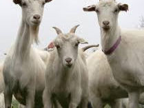 Cumpar oi berbeci capre pentru carne !закупаю овцы и козы на мясо !!Transportul gratis !