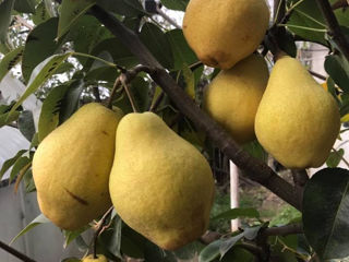  Copăcei ! / Саженцы ! Cais ( abricos ) soiul   Bebeco -  ( soi grecesc ) ... foto 11