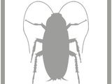 Избавим от постельных клопов ploșnița de pat , тараканов gîndaci de bucataria , блох , муравьев и др foto 3