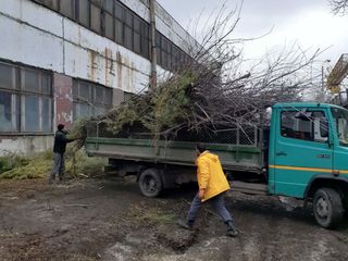 Благоустройство спил деревьев,удаление кроны,уборка территорий curatarea terenurilor. teritoriilor. foto 7