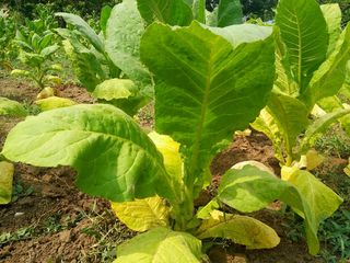 Vind seminte de tutun семена табака