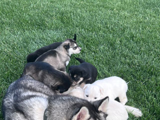 Vînd Metis Labrador & Husky foto 9