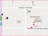Зоосалон "Mister dog" предлагает!!! Хомячки сирийские 50 лей, джунгарские 40 лей штука! foto 3