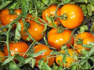 Айсан (кс 18) f1 / aysan (ks 18) f1 - томат детерминантный, kitano seeds