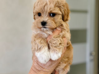 Шикарные правильные мальтипу Ф1! С хорошей генетикой. Maltipoo