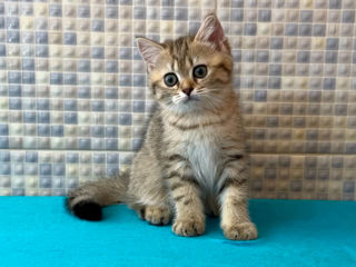 British shorthair golden tabby ,female . foto 3