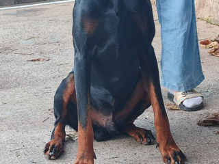 Doberman la împerechere