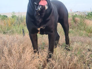 Cane Corso cu pedigree foto 7