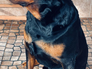 Rottweiler foto 2