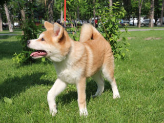 Akita inu - mascul / Акита ину - мальчик  фото 2