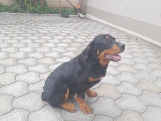 Rottweiler foto 3