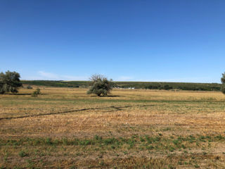 Teren agricol Răzeni-Peatihatca (83,53 ari) foto 5