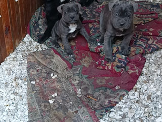 Cane Corso Italiano foto 7