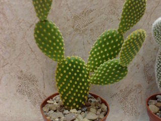 Cactusi / Кактусы. Цены от 50 лей. Доставка. foto 8