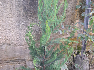 Cupressocyparis leylandii