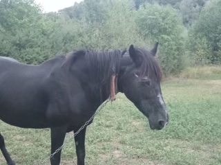 Iapa Tânăra la Orhei foto 2