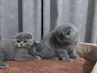 Scottish fold foto 2