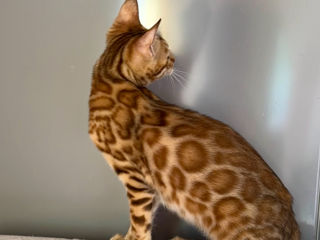 Bengal kittens.